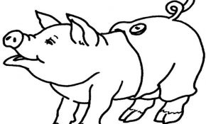 Cochon Coloriage Meilleur De Coloriage Cochon Dessin