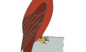 Coloriage Aigle Royal Élégant Les Oiseaux En Fiches Coloriages Photos Et Dessins Avec
