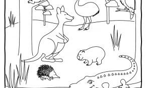 Coloriage Australie Maternelle Nice Australian Animals Colouring Pages