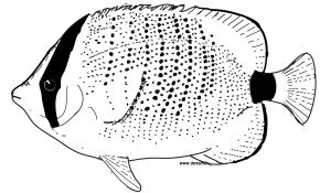 Coloriage Calcul Cp Nice Butterflyfish Clipart The Sea Coloring Page Pencil And Sketc