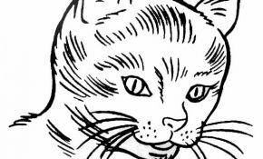 Coloriage Chat A Imprimer Luxe Coloriage Chat