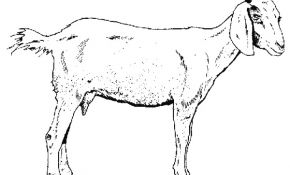 Coloriage Chèvre Nouveau 19 Dessins De Coloriage Chèvre Chevreau à Imprimer
