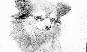 Coloriage Chihuahua Luxe Coloriage Chien Boutch Chihuahua Redimensionner à Imprimer