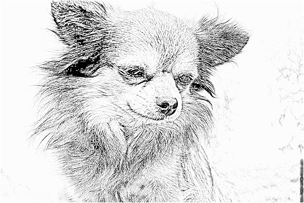 Coloriage Chihuahua Luxe Coloriage Chien Boutch Chihuahua Redimensionner à Imprimer