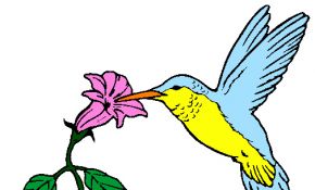Coloriage Colibri Luxe Dessin De Colibri Et Une Fleur Colorie Par Membre Non