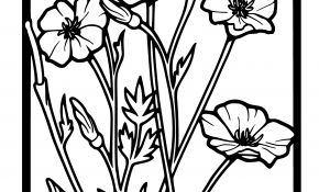 Coloriage Coquelicot Nice Coloriage Coquelicot Oh Kids Fr