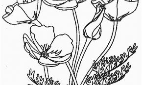 Coloriage Coquelicot Nice Mohnblume Mohnblumen 4 Gratis Malvorlage In Blumen Natur