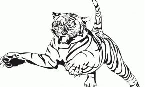 Coloriage D'animaux Nouveau Apprendre À Dessiner Un Tigre Dessinbebeub