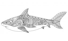 Coloriage De Requin Luxe Dessin Pour Adulte Antistress Requin à Imprimer