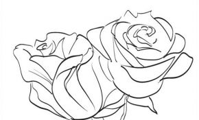 Coloriage De Rose Frais Coloriage Et Dessin Rose à Imprimer