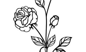 Coloriage De Rose Nice Coloriage Rose Img