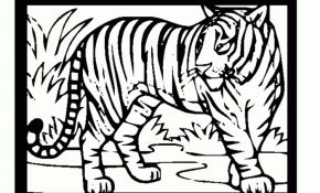 Coloriage De Tigre Nice Coloriage Tigre à Imprimer Dans Les Coloriages Félin
