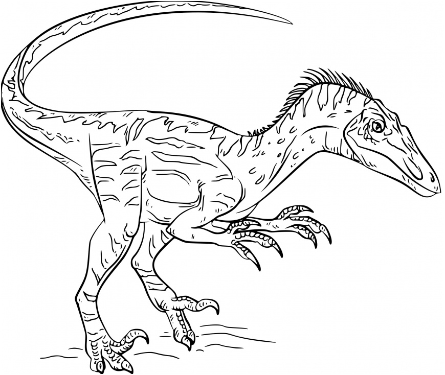 Coloriage Dinosaure Gratuit Luxe Coloriage Dinosaure Velociraptor à Imprimer Sur Coloriages