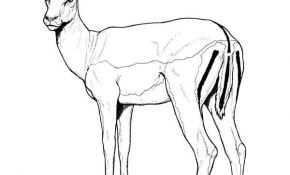 Coloriage Gazelle Nice Antilope Animaux – Coloriages à Imprimer