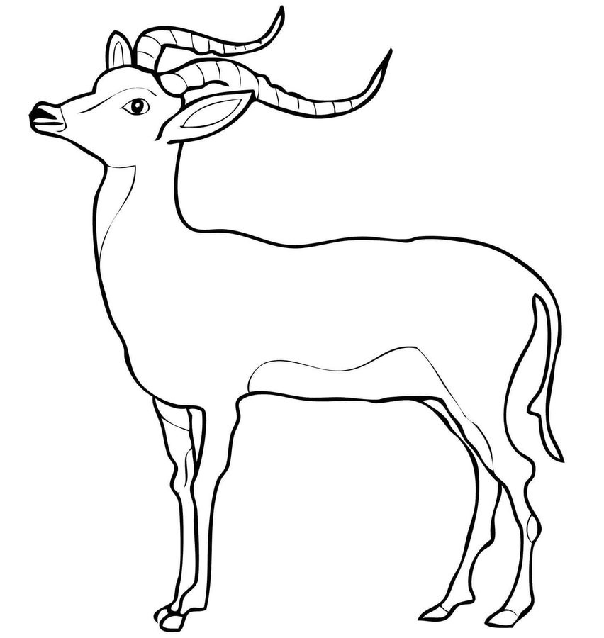 Coloriage Gazelle Unique Disegni Da Colorare Disegni Da Colorare Impala