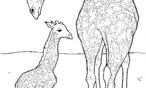 Coloriage Girafe À Imprimer Inspiration 114 Dessins De Coloriage Girafe à Imprimer