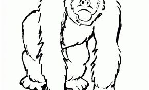 Coloriage Gorille Génial Coloriage Gorille à Imprimer Dans Les Coloriages Primate