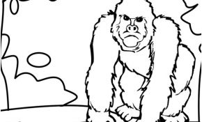 Coloriage Gorille Nice Nos Jeux De Coloriage Gorille à Imprimer Gratuit