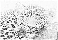 Coloriage Guepard Nice Animaux Loups