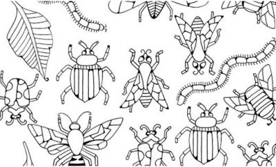 9 Adorable Coloriage Insectes Images  COLORIAGE