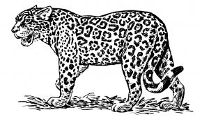 Coloriage Jaguar Nice Jaguar 11 Animaux – Coloriages à Imprimer