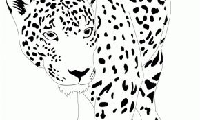Coloriage Jaguar Nouveau Jaguar Animaux – Coloriages à Imprimer