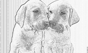 Coloriage Labrador Génial Coloriage Labradors 2 à Imprimer Pour Les Enfants