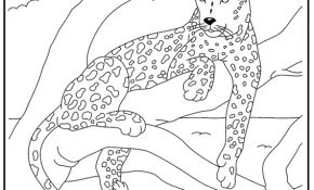 Coloriage Léopard Nice Leopard Coloriage à Colorier Les Coloriages Et Dessin à