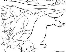 Coloriage Loutre Luxe Sea Otter Awareness Week 2012 Kids Kids Kids
