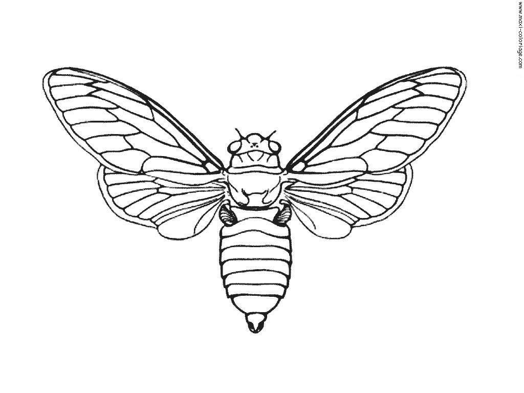 Coloriage Magique Cp Papillon Nice Insects to Print Insects Kids Coloring Pages