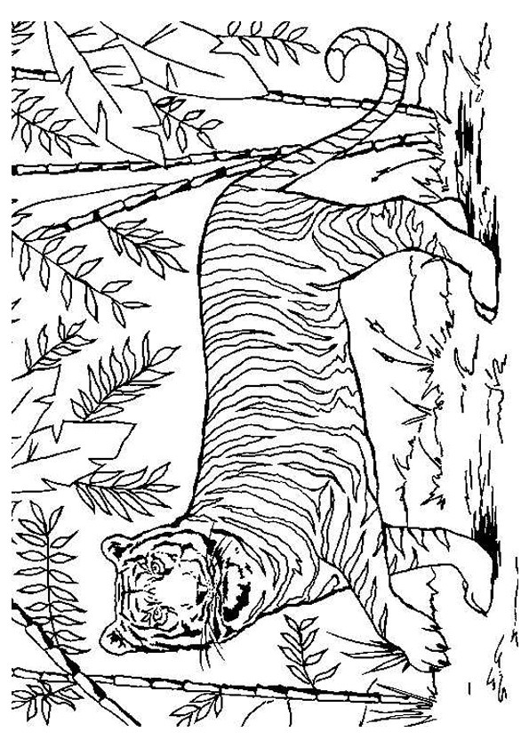 Coloriage Mandala Tigre Meilleur De Coloriage Tigre Dans La Nature Dessin Gratuit à Imprimer