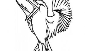 Coloriage Oiseau À Imprimer Élégant 18 Dessins De Coloriage Oiseau Du Paradis à Imprimer