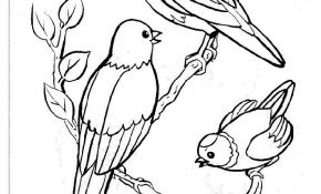 Coloriage Oiseau À Imprimer Génial 17 Dessins De Coloriage Oiseaux Exotiques à Imprimer