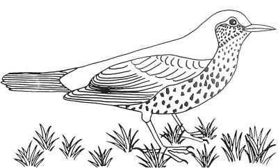 12 Élégant Coloriage Oiseau À Imprimer Image  COLORIAGE