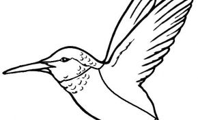 Coloriage Oiseau À Imprimer Unique Coloriage Oiseaux De Printemps