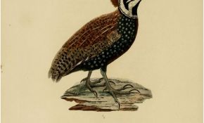 Coloriage Oiseau Élégant Gravures Couleur D Animaux Dessin De Zoologie 0274