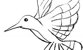 Coloriage Oiseaux À Imprimer Inspiration 17 Dessins De Coloriage Oiseaux Exotiques à Imprimer