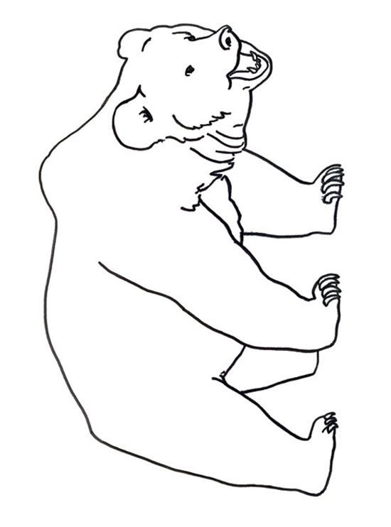 coloriage a dessiner ours blanc imprimer