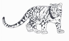 Coloriage Panthere Inspiration Panthère 60 Animaux – Coloriages à Imprimer