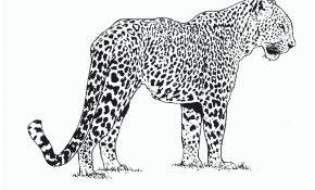 Coloriage Panthere Meilleur De Léopard Animaux – Coloriages à Imprimer
