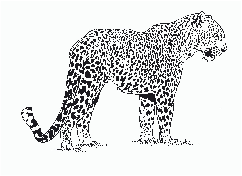 Coloriage Panthere Meilleur De Léopard Animaux – Coloriages à Imprimer