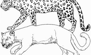 Coloriage Panthere Nice Panthère 47 Animaux – Coloriages à Imprimer