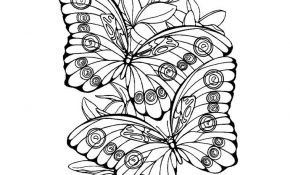 Coloriage Papillon Fleur Génial Coloriage Papillon Isabelle Dessin