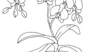 Coloriage Plantes Génial Dessin orchidée à Imprimer L atelier Des Fleurs