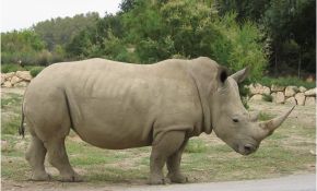 Coloriage Rhinoceros Meilleur De Coloriage Rhinocéros Enfant à Imprimer Et Colorier
