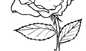 Coloriage Rose Frais Roses Nature – Coloriages à Imprimer