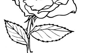 Coloriage Rose Nice 57 Dessins De Coloriage Roses à Imprimer Sur Laguerche
