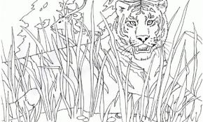 Coloriage Tigre À Imprimer Frais Dessin à Imprimer Du Net Coloriage Tigre