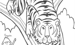 Coloriage Tigre À Imprimer Nice Coloriage Tigre 1 Coloriages Animaux De La Jungle En