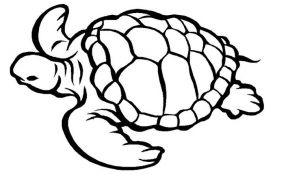 Coloriage Tortue Nice 17 Best Images About Coloriages Marin On Pinterest